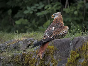 Red Kite (Milvus Milvus) perched on a brick wall looking left, Eifel, Germany