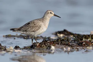 Red Knot (Calidris canutus) foraging on shoreline, Texel, The Netherlands Red Knot (Calidris canutus) foraging on shoreline, Texel, The Netherlands