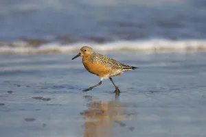 Red Knot (Calidris canutus), South Padre Island, Texas