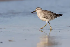 Red Knot (Calidris canutus) walking along the shoreline, beach IJmuiden, The Netherlands Red Knot (Calidris canutus) walking along the shoreline, beach IJmuiden, The Netherlands