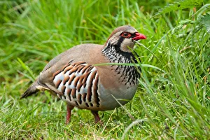 Red-legged Partridge (Alectoris rufa) foraging in the grass, Yorkshire Dales National Park