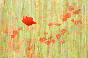 Red Poppies flowering in a field