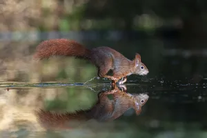 Red Squirrel (Sciurus vulgaris) running through the water, Noord-Brabant, The Netherlands Red Squirrel (Sciurus vulgaris) running through the water, Noord-Brabant, The Netherlands