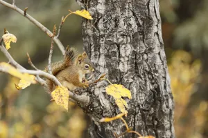 September Prints: Red Squirrel (Tamiasciurus hudsonicus) sitting in a tree