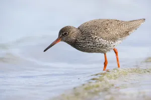 Redshank (Tringa totanus) standing in shallow water, The Netherlands, Noord-Holland Redshank (Tringa totanus) standing in shallow water, The Netherlands, Noord-Holland