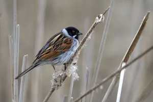 Reed Bunting (Emberiza Schoeniclus) male, perched on reedstem, Ketelhaven, Flevoland, the Netherlands Reed Bunting (Emberiza Schoeniclus) male, perched on reedstem, Ketelhaven, Flevoland, the Netherlands