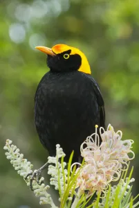 Regent Bowerbird (Sericulus chrysocephalus) male, Lamington National Park, Queensland Regent Bowerbird (Sericulus chrysocephalus) male, Lamington National Park, Queensland