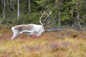 Autumn Prints: Reindeer (Rangifer tarandus) bull walking in tundra landscape, Flatruet National Park