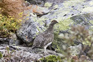 Fungus Prints: rock ptarmigan (Lagopus muta) in summer plumage standing on lichen covered rock, Hemsedal