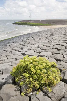 Rock Samphire (Crithmum maritimum) flowering on a dike, Den Helder, Noord-Holland Rock Samphire (Crithmum maritimum) flowering on a dike, Den Helder, Noord-Holland