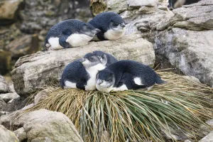 Rockhopper Penguin (Eudyptes chrysocome) chicks resting on tussock grass nest, Falkland Rockhopper Penguin (Eudyptes chrysocome) chicks resting on tussock grass nest, Falkland