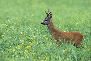 Tartu Region Prints: Roebuck (Capreolus capreolus) (male roe feer) in field