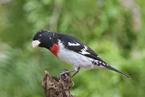 Rose-breasted Grosbeak (Pheucticus ludovicianus) male, Rio Grande Valley, Texas