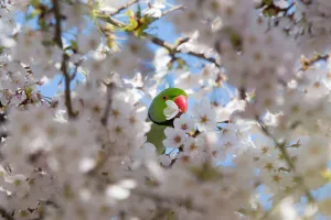 Rose-ringed parakeet or Ring-necked parakeet (Psittacula krameri) feeding on the nectar in the flowers of the Wild Rose-ringed parakeet or Ring-necked parakeet (Psittacula krameri) feeding on the nectar in the flowers of the Wild