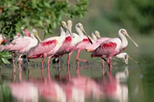 Roseate Spoonbill (Platalea ajaja) flock wading in pond, Texas coast near Galveston