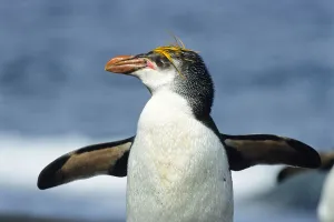 Royal Penguin (Eudyptes schlegeli), Macquarie Island, Antarctica Royal Penguin (Eudyptes schlegeli), Macquarie Island, Antarctica
