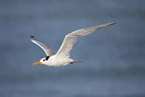 Royal Tern (Thalasseus maximus) flying, Rio Grande Valley, Texas Royal Tern (Thalasseus maximus) flying, Rio Grande Valley, Texas