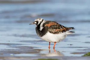 Ruddy Turnstone (Arenaria interpres) standing on the beach, Texel, Noord-Holland Ruddy Turnstone (Arenaria interpres) standing on the beach, Texel, Noord-Holland