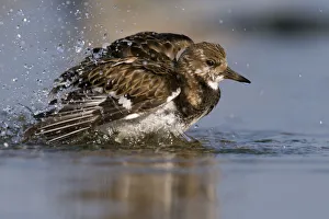 Ruddy Turnstone (Arenaria interpres) bathing, Noord-Holland, The Netherlands Ruddy Turnstone (Arenaria interpres) bathing, Noord-Holland, The Netherlands
