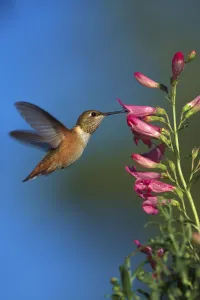 Rufous Hummingbird (Selasphorus rufus) feeding on flowers, New Mexico Rufous Hummingbird (Selasphorus rufus) feeding on flowers, New Mexico