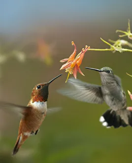 Rufous Hummingbird (Selasphorus rufus) male and Black-chinned Hummingbird (Archilochus