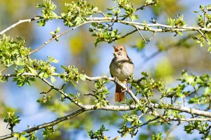 Netherlands Prints: Rufous Nightingale (Luscinia megarhynchos) perched in a tree while singing, Dunes