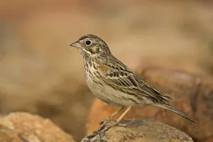Arizona Prints: Rufous-winged Sparrow (Peucaea carpalis), Arizona