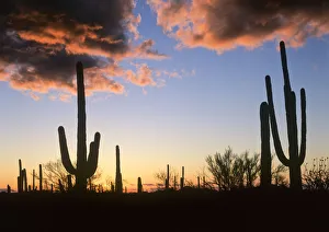 Saguaro (Carnegiea gigantea) cacti at sunset, Saguaro National Monument, Arizona