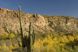 Saguaro (Carnegiea gigantea) cactus and fall colored trees, Sierra Ancha Wilderness