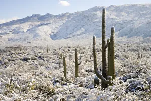 Saguaro (Carnegiea gigantea) cactus in snow, Saguaro National Park, Tucson, Arizona
