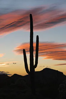 Saguaro (Carnegiea gigantea) cactus at sunset, Organ Pipe Cactus National Monument Saguaro (Carnegiea gigantea) cactus at sunset, Organ Pipe Cactus National Monument