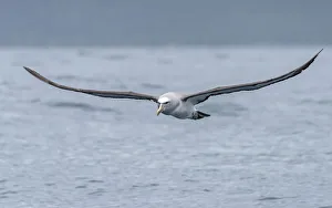 Salvins Albatross (Thalassarche salvini) flying near the coast above the ocean Salvins Albatross (Thalassarche salvini) flying near the coast above the ocean
