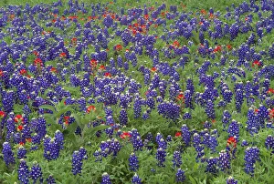 Sand Bluebonnet (Lupinus subcarnosus) and Paintbrush (Castilleja sp) flowers, Hill Country Sand Bluebonnet (Lupinus subcarnosus) and Paintbrush (Castilleja sp) flowers, Hill Country