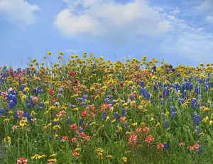 Sand Bluebonnet (Lupinus subcarnosus) and Indian Paintbrush (Castilleja miniata) flowers