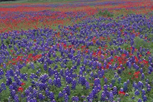 Sand Bluebonnet (Lupinus subcarnosus) and Paintbrush (Castilleja sp) flowers, Hill Country