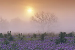 Sand Verbena (Abronia gracilis) field and foggy morning sunrise over a bare tree, Hill Country
