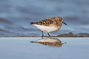 Sanderling (Calidris alba) foraging along the shoreline, Texel, Noord-Holland, The Netherlands Sanderling (Calidris alba) foraging along the shoreline, Texel, Noord-Holland, The Netherlands