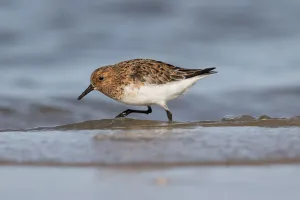 Sanderling (Calidris alba) foraging along the shoreline, Texel, The Netherlands