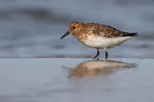 Sanderling (Calidris alba) foraging along the shoreline, Texel, The Netherlands
