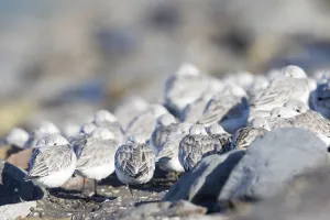 Autumn Prints: Sanderling (Calidris alba) group resting at the Brouwersdam