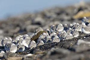Sanderling (Calidris alba) group resting at the Brouwersdam, the Netherlands, Brouwersdam, Zuid-Holland, The Netherlands