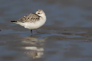 Sanderling (Calidris alba) resting on the beach, beach IJmuiden, The Netherlands Sanderling (Calidris alba) resting on the beach, beach IJmuiden, The Netherlands