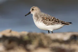 Calidris Alba Prints: Sanderling (Calidris alba) standing along the sea, Texel, The Netherlands