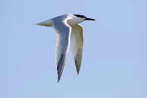 Sandwich Tern (Sterna sandvicensis) in fligth against the sky, Texel, The Netherlands Sandwich Tern (Sterna sandvicensis) in fligth against the sky, Texel, The Netherlands