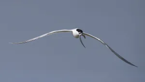 : Sandwich Tern (Thalasseus sandvicensis) flying with a Lesser Sand Eel (Ammodytes tobianus) in its beak
