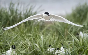 Ammophila Arenaria Prints: Sandwich Tern (Thalasseus sandvicensis) male flying closely above the colony with female terns below