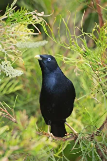 Satin Bowerbird (Ptilonorhynchus violaceus) male, Lamington National Park, Queensland Satin Bowerbird (Ptilonorhynchus violaceus) male, Lamington National Park, Queensland
