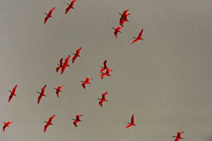 Scarlet Ibis (Eudocimus ruber) flock flying, Shell Beach, Guyana Scarlet Ibis (Eudocimus ruber) flock flying, Shell Beach, Guyana