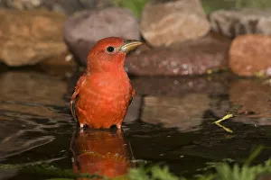 Scarlet Tanager (Piranga olivacea) bathing, Rio Grande Valley, Texas Scarlet Tanager (Piranga olivacea) bathing, Rio Grande Valley, Texas