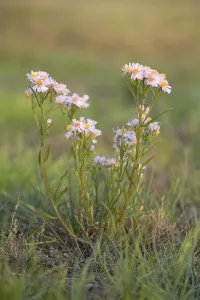 Sea Aster (Aster tripolium) flowering, Den Helder, Noord-Holland, The Netherlands